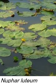 Nuphar luteum